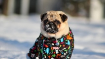 pug_dog_snow_jacket_winter_94392_1280x720